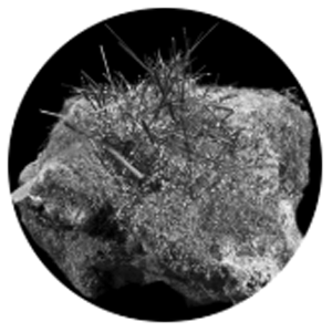 Actinolite