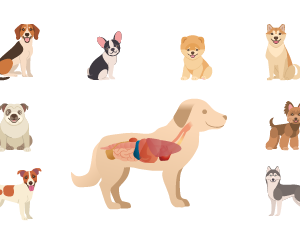 Dog Breeds and Basic Anatomy