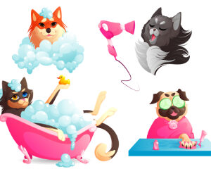 Dog Grooming Level 3