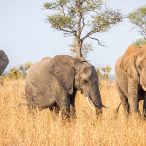Wildlife Conservation and Rehabilitation