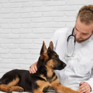 Animal Physiotherapy