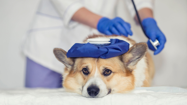 Canine Emergency Care Essentials - Online Training Academy