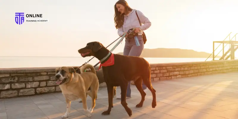 What Safety Rules Should a Dog Walker Follow