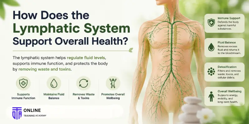 How Does the Lymphatic System Support Overall Health - Online Training Academy