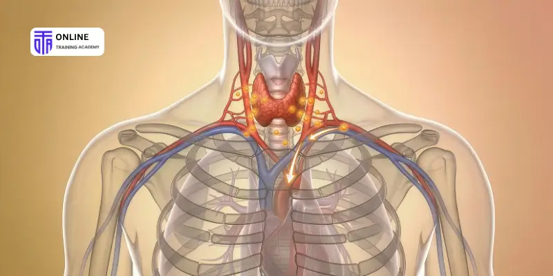 What Conditions May Be Supported by Lymphatic Drainage Massage Therapy
